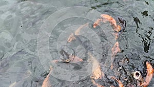 Koi fish (Cyprinus rubrofuscus), being fed pellets in the pond photo