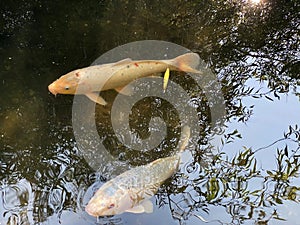 Koi fish Cyprinus rubrofuscus, Jinli, Nishikigoi, Koi Karpfen or Koi ÃÂ¡aran - The Zoo ZÃÂ¼rich Zuerich or Zurich, Switzerland photo