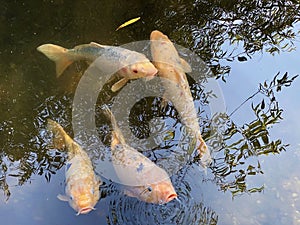 Koi fish Cyprinus rubrofuscus, Jinli, Nishikigoi, Koi Karpfen or Koi Å¡aran - The Zoo ZÃ¼rich Zuerich or Zurich, Switzerland