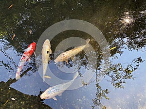 Koi fish Cyprinus rubrofuscus, Jinli, Nishikigoi, Koi Karpfen or Koi Å¡aran - The Zoo ZÃ¼rich Zuerich or Zurich, Switzerland