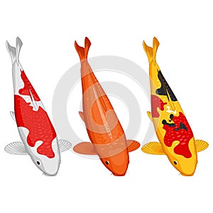 Koi fish design elements