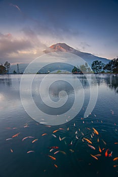 Koi fish in the Embung Kledung lakes with Sumbing mountain on background