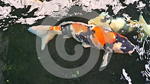 Koi fish, Fancy Carp fish swimming in The pond , Top view