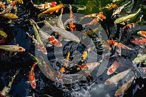 Koi fish, Fancy Carp fish swimming in The pond photo