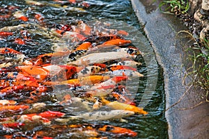 Koi fish in a feeding frenzy