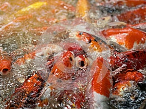 KOI fish feeding in the water pool