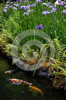 Koi Fish and Iris in the Portland Japanese Garden