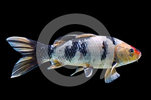 Koi fish isolated on black background.