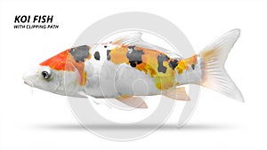 Koi fish isolated on white background. Colorfuls carp fish. Clipping path