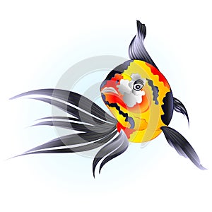 Koi fish Japanese carp beautiful hand drawn traditional on water blue background vintage vector illustration editable