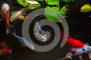 Koi Fish In A Koi Pond