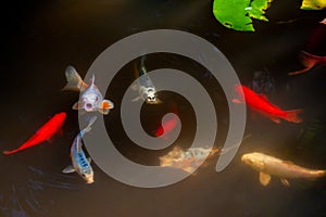 Koi Fish In A Koi Pond