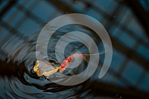 Koi fish in the lake