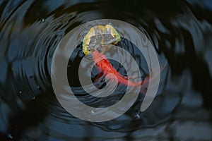 Koi fish in the lake