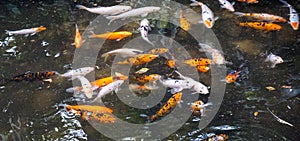 Koi Fish Looking for Food