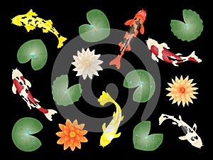 Koi fish and lotus. Japanese fishes, red carps and goldfish. Japac chinese flowers, botanical nature elements. Color