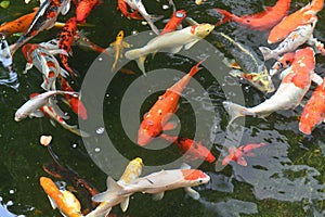 Koi fish with moving fishes swimming in the pond