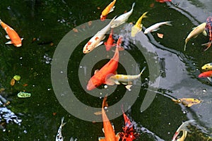 Koi fish with moving fishes swimming in the pond