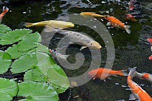 Koi fish with moving fishes swimming in the pond.