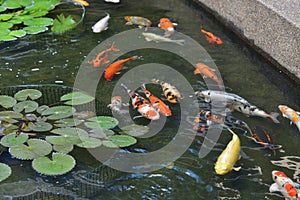 Koi fish with moving fishes swimming in the pond.