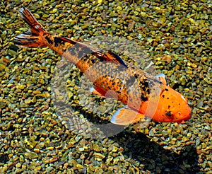 Koi Fish (nishikigoi)