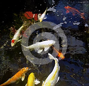 Koi fish in the pond.