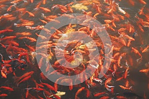 Koi fish in pond