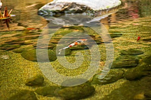 Koi fish in pond