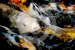 Koi fish in a pond