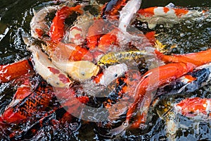 Koi fish in the pond.