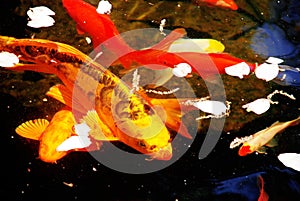 Koi fish pond