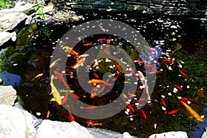 Koi fish pond