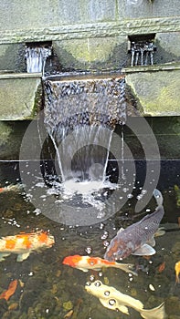 koi fish pond behind the house with a mini waterfall