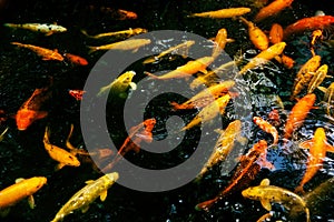 Koi fish in the pond, colorful carps