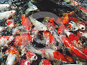 Koi fish in a pond. Colorful fishes in the pond.