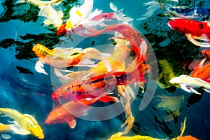 Koi fish in pond,colorful natural background