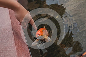 Koi fish in a pond eating from hand