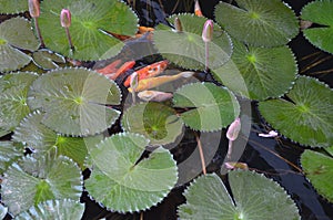 Koi Fish Pond full of Water Lilies