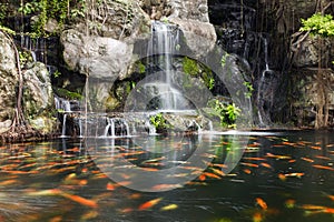 Koi fish in pond at garden with a waterfall