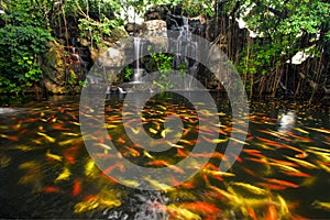 Koi fish in pond at the garden