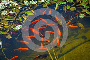 Koi fish in a pond