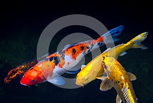 Koi Fish in the pond