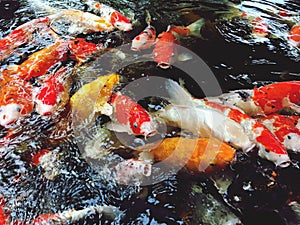 Koi fish in the pond. Japanese Koi Carp Fish