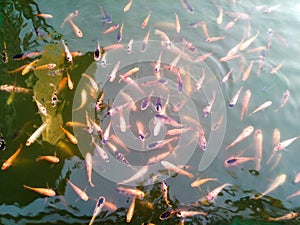 Koi fish pond with manny little koi crab