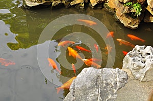 Koi Fish pond in the Old City God`s Temple and Yuyuan Garden, Shanghai