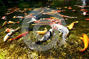 Koi fish pond Ornamental fish industry