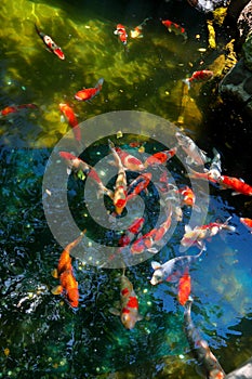 Koi fish pond Ornamental fish industry