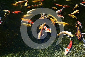 Koi fish pond Ornamental fish industry