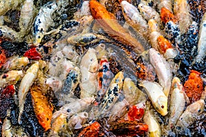 Koi fish in a pond / river