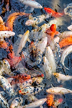 Koi fish in a pond / river